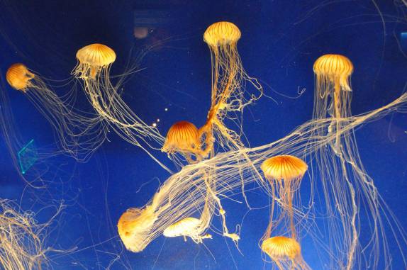 Belíssimas águas-vivas no Aquário de Atlanta, na Georgia - EUA